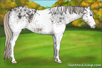 Horse Color:White Spotted Silver Buckskin Ice Sabino