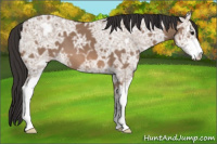 Horse Color:Bay Ice Dun Sabino 