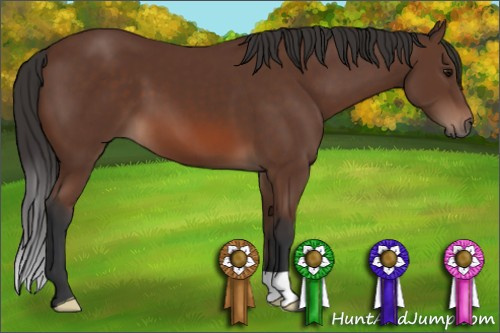 Horse Color: Bay 