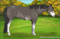 Horse Color:Black Sabino