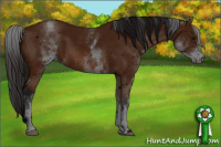 Horse Color:ERROR: UNKNOWN ANOMALY