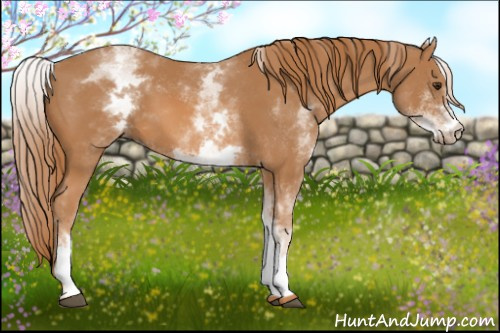 Horse Color: White Spotted Chestnut 
