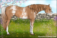 Horse Color:White Spotted Chestnut 