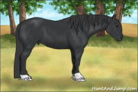 Horse Color:Black 