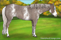 Horse Color:White Spotted Silver Blue Roan Splash 