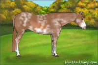 Horse Color:White Spotted Chestnut Frame
