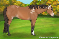 Horse Color:White Spotted Bay 