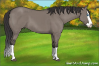 Horse Color:Buckskin Dun Splash