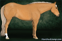 Horse Color:Chocolate Palomino 