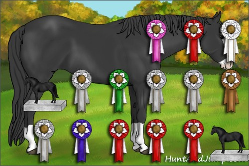 Horse Color: Unknown 