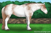 Horse Color:White Spotted Chestnut 