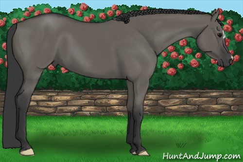 Horse Color: Grullo 