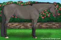 Horse Color:Grullo 