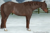Horse Color:Liver Chestnut Rabicano 