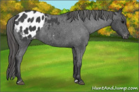 Horse Color:Blue Roan Appaloosa 