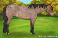 Horse Color:Bay Roan Sabino