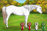 Horse Color:Blue Roan Splash Appaloosa 