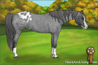 Horse Color:Blue Roan Splash Appaloosa 