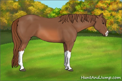 Horse Color: Unknown 