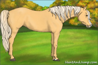 Horse Color:Palomino Splash 