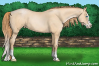 Horse Color:Buckskin Pearl Splash 