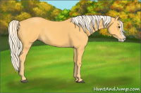 Horse Color:Palomino Splash 
