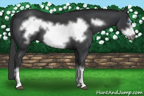 Horse Color: Black Frame 