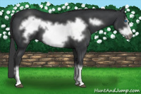 Horse Color:Black Frame 
