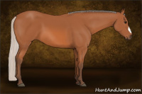 Horse Color:Silver Bay 