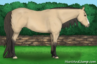 Horse Color:Buckskin 