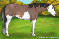 Horse Color:Bay Roan Splash