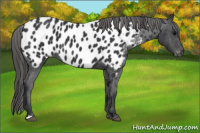 Horse Color:Brown Appaloosa 