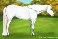 Horse Color:Chestnut Appaloosa 