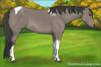 Horse Color:Black Tobiano 