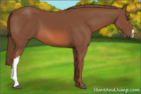 Horse Color:Liver Chestnut 
