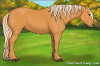 Horse Color:Palomino