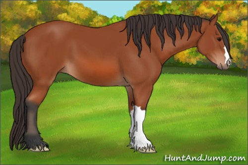 Horse Color: Bay 