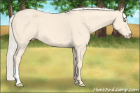 Horse Color:Cremello 