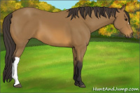 Horse Color:Buckskin 