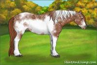 Horse Color:Liver Chestnut Ice Tobiano Frame