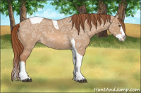 Horse Color:Red Dun Ice Roan Splash Tobiano 