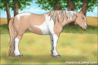 Horse Color:Gold Champagne Tobiano