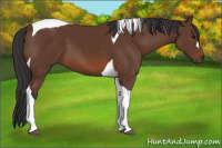 Horse Color:Bay Tobiano 