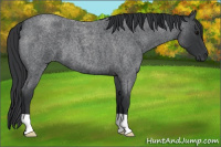 Horse Color:Blue Roan 