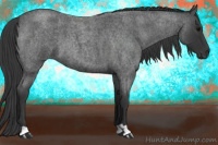 Horse Color:Blue Roan 