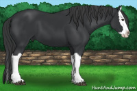 Horse Color:Black Splash 