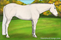Horse Color:Cremello Rabicano