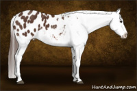 Horse Color:Bay Tobiano Appaloosa 