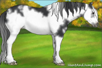 Horse Color:White Spotted Black Splash Frame 