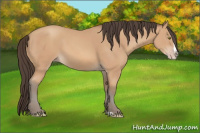 Horse Color:Amber Champagne Splash 